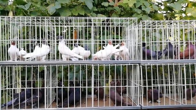 Тайны пород цветнобородых, цветных Украинских и просто головастых голубей