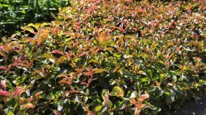 Как выглядит кустарник Альтернантера?