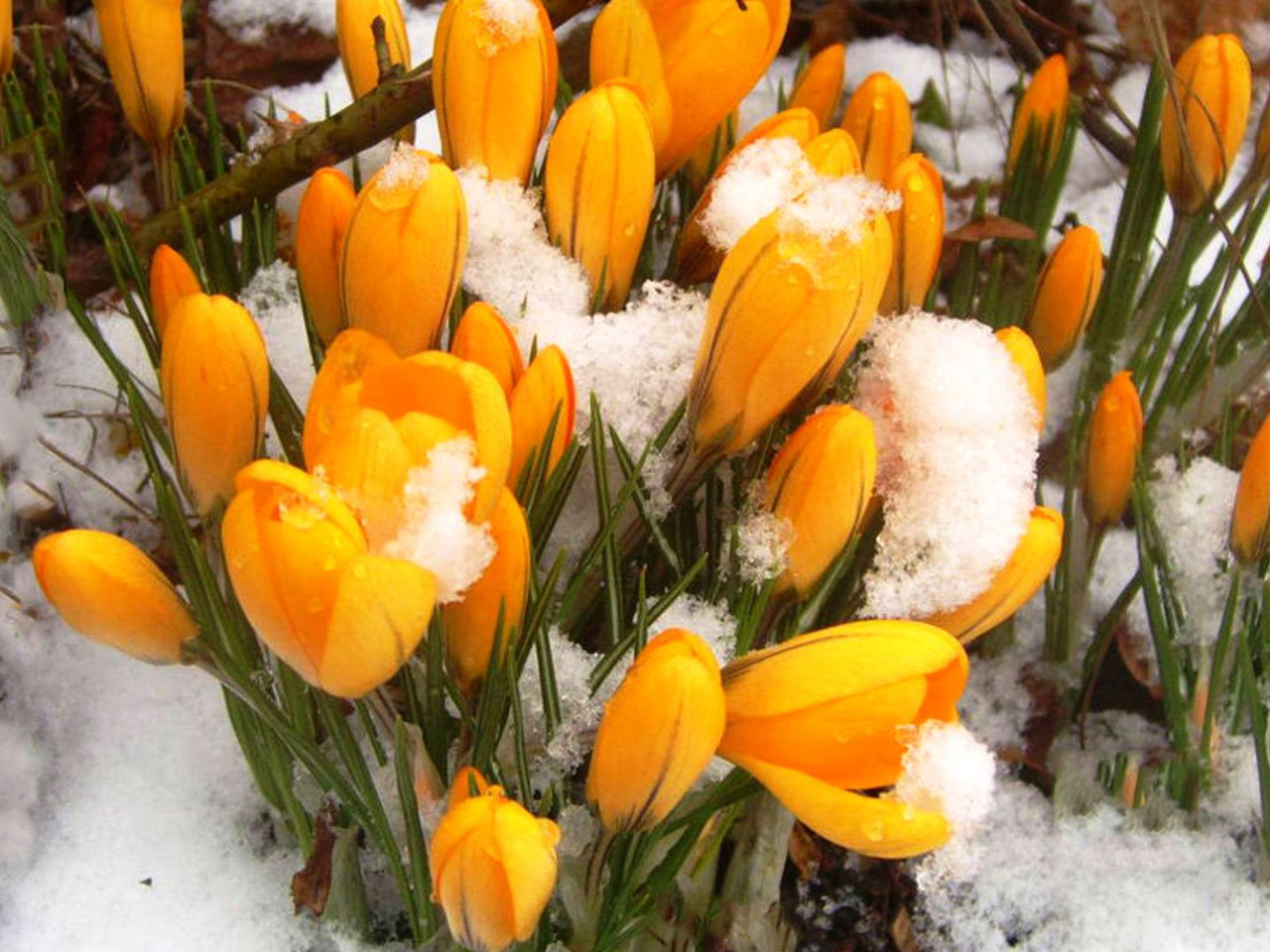 Счастливой Весны! Весенний привет! смотреть онлайн