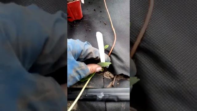 Укоренение усов клубники на ремонтантных сортах Ферма "Омская Ягода"