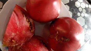 лонгхорн дегустация томата, шоколадные сердца