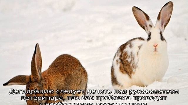 Почему кролики пьют свою мочу