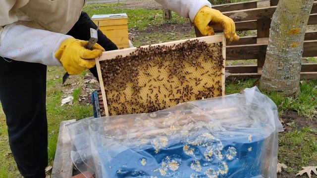 Сильные семьи. Своя вощина . Можно ставить магазины под мёд .#Вощина#весениеразвите #пчеловодство смотреть онлайн