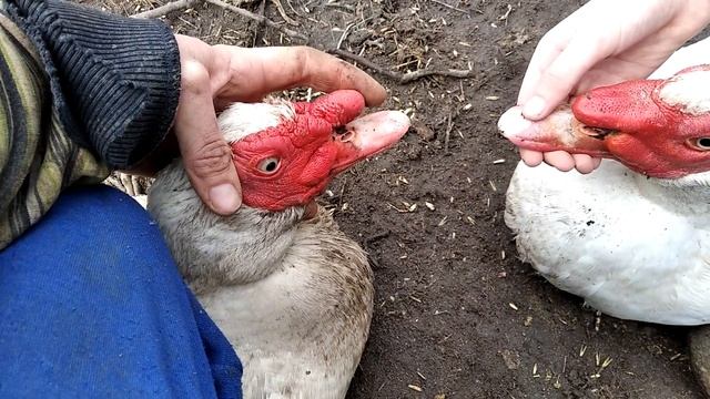 Как отличить Немецкую линию Мускусных уток от Французской смотреть онлайн