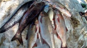 Рыбалка с.Никольское Нижняя Волга сентябрь 2016.