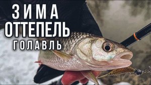 РЫБАЛКА НА ГОЛАВЛЯ В ОТТЕПЕЛЬ: ПОЙМАЮ БОЛЬШЕ, ЧЕМ ОБЫЧНО?