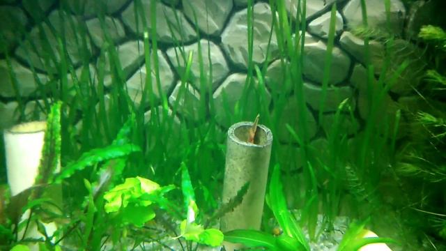 Аквариум на 175 литров. Изменения. смотреть онлайн