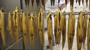 Ряпушка холодного копчения в Ижица-1200М3 - 1