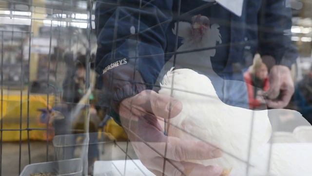 Unusual Araucana chicken breed at Pennsylvania Farm Show 2020