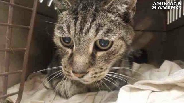 19-летний кот обнимал лапами хозяина которого не видел 7 лет