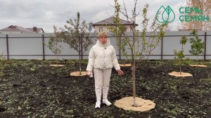 Готовим плодовые деревья к зиме!