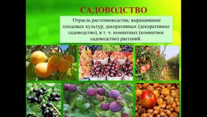Основные направления в растениеводстве