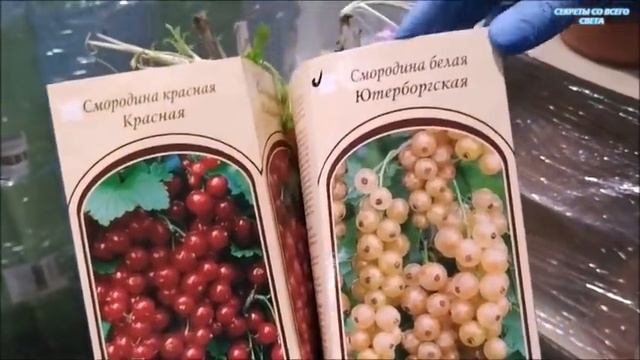 СВЕТОФОР КРУТЫЕ НОВИНКИ ДЛЯ ДАЧИ И ДОМА смотреть онлайн