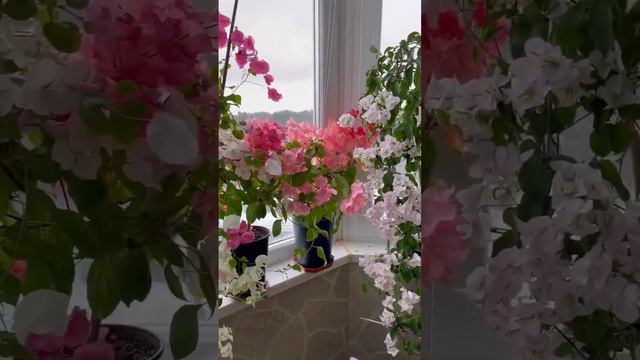 Зимнее цветение бугенвиллии/ bougainvillea winter bloom