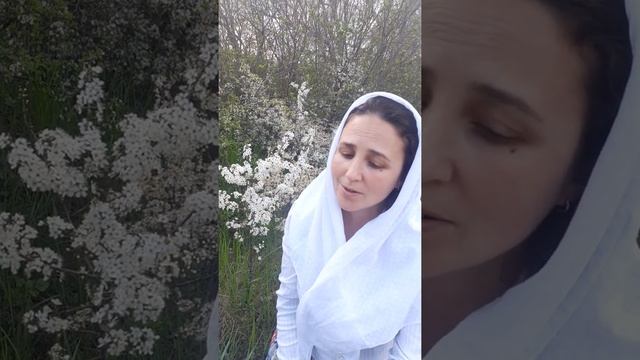 Вечери Твоея. Из нотолинейной рукописи 19 века. Знаменный (сокращенный) распев. смотреть онлайн