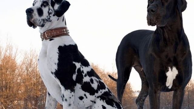Самые большие собаки в мире!
