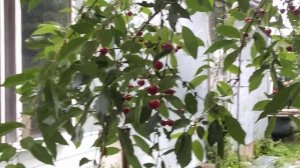 Урожай вишни. Обсыпанные песком во время цветения и не обсыпанные.