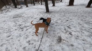 Дерзкая дворняжка напала на питбуля