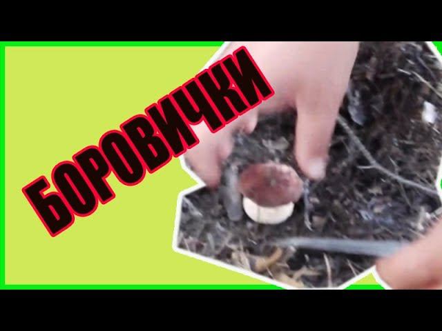 Прогулка по лесу.  Боровики. Зауральское подворье