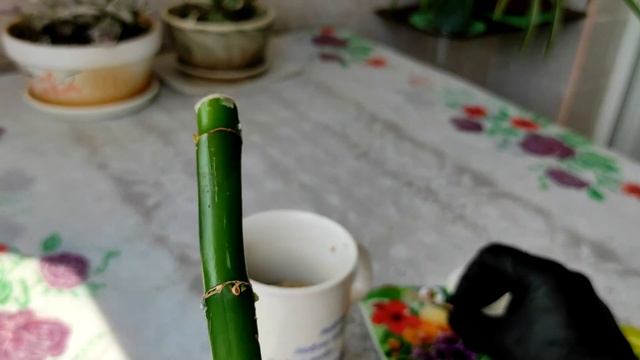 Применение цитокининовой пасты на драцене Сандера. НЕГАТИВНЫЙ РЕЗУЛЬТАТ! смотреть онлайн