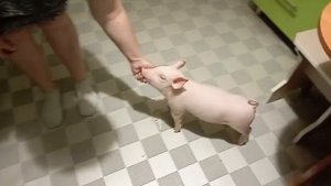 Искуственное кормление поросят. Стоит ли вообще заморачиваться и оставлять таких поросят.