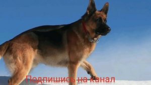 Обучение щенка команда ФУ