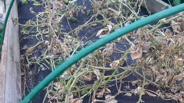 ЭКСПЕРИМЕНТ ЗАВЕРШИЛСЯ. ОГУРЧИКИ ПОРАДОВАЛИ.