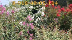 Лагерстремия. Индийская сирень.