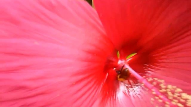 Hibiscus moscheutos (Luna Red) смотреть онлайн