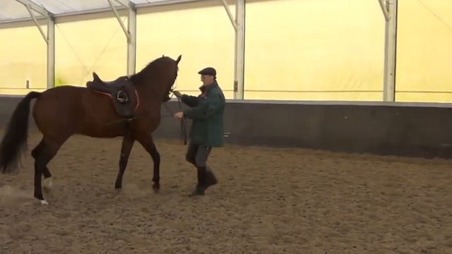 Кизимов Михаил. Разминка в руках.. Принимане в руках на рыси. Каждый день. смотреть онлайн