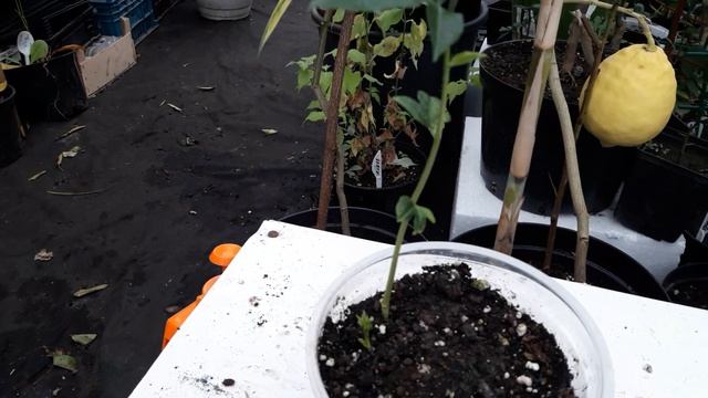Маракуйя северная, проращивание корневищ.