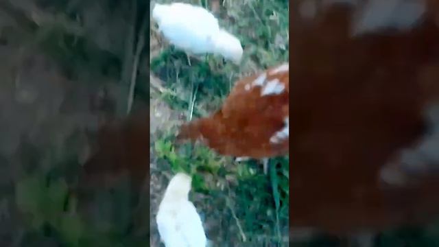 Держим куриц на дачном участке #деревня #рекомендации #огород #дача #сад #кура #курица #уход #цыпа смотреть онлайн