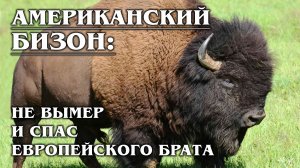 АМЕРИКАНСКИЙ БИЗОН: Чуть не вымер сам, но спас европейского зубра | Факты про бизонов и зубров