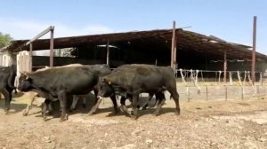 Откорм быков , быки породы Алатау, Швиц на продажу!