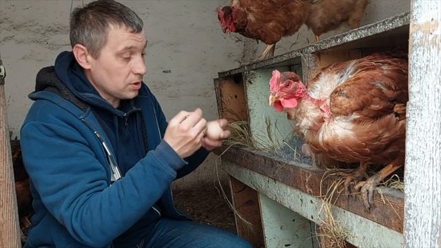 у нас квочка села на яйца / домашнее выращивание кур несушек
