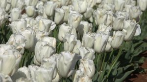 Snowboard - Tulip  ???  vdqbulbs.com.au