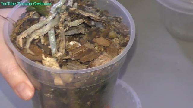 Орхидея дала потомство, время перерезать пуповину. Снимаю детку с пня материнского растения. смотреть онлайн