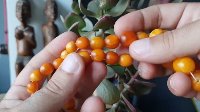 Денежное дерево дало плоды смотреть онлайн