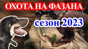 ОХОТА НА ФАЗАНА!!! СЕЗОН 2023!!!