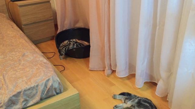 Шотландские вислоухие котята мраморного окраса