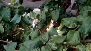 Ядовитый паук Аргиопа дольчатая, или аргиопа лобата (лат. Argiope lobata) в начале осени Волгоград