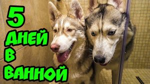 КТО ПОСЛЕДНИЙ ВЫЙДЕТ ИЗ ВАННОЙ, ПОЛУЧИТ ПРИЗ ЧЕЛЛЕНДЖ (Хаски Бублик) Говорящая собака