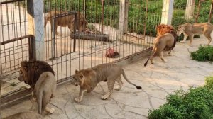 Парк львов в Абхазии 🔥👍