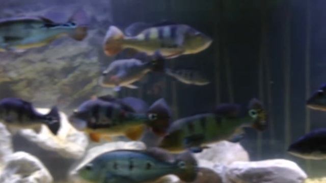 Цихлиды. Цихла ленточная Оцеллярис, смотреть онлайн