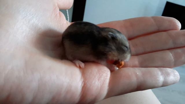 Джунгарик ест смотреть онлайн