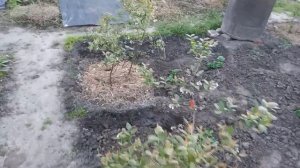 Осыпаются цветы на голубике!!!!