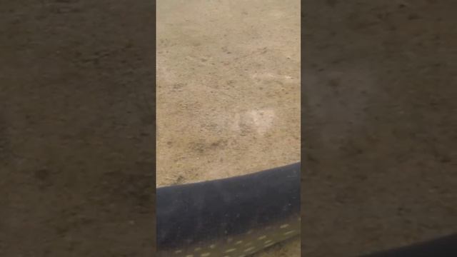 Вот как выглядит щука после выстрелов подводных охотников #срыбалки #щука #fishing смотреть онлайн