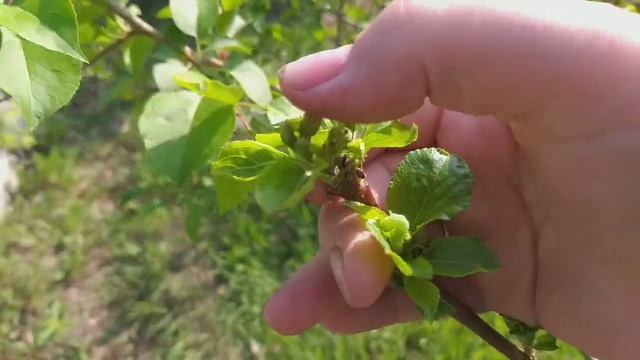 25 мая 2022. Дицентра. Распускаются розы. Тля на смородине. смотреть онлайн