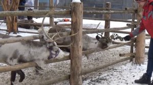 Ферма Северных оленей "Лесная избушка". Верхние Мендсары