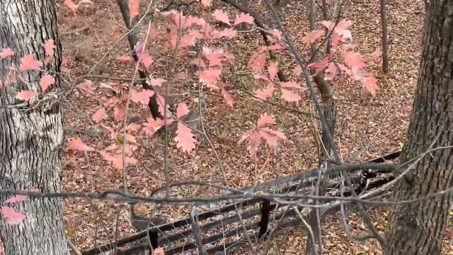 Разгар Гона у белохвостых оленей в Вирджинии США смотреть онлайн